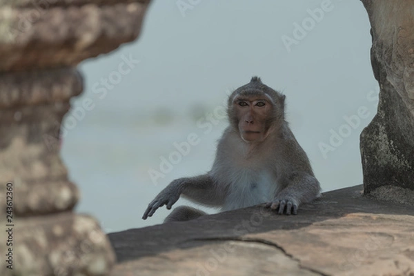 Obraz Long-tailed macaque sitting between stone bridge pillars