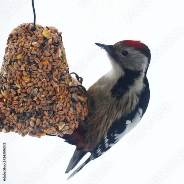 Obraz Great spotted woodpecker Dendrocopos major eating and sitting on bell shape bird feeder made of different seeds hanging on rope on white snow background with copy space for text at cold winter day.