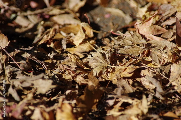 Fototapeta 落ち葉