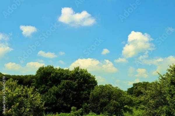 Fototapeta 空と緑　夏　茨城
