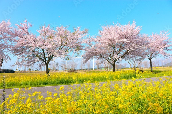 Fototapeta 벚꽃과 유채꽃이 아름답게 피어난 제주"유채꽃프라자"의 모습 이다.