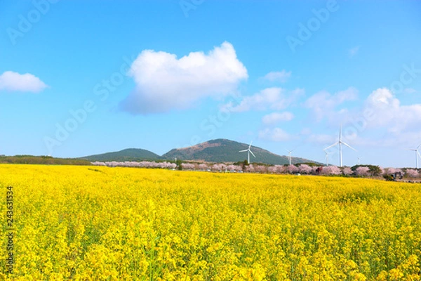 Obraz 벚꽃과 유채꽃이 아름답게 피어난 제주"유채꽃프라자"의 모습 이다.