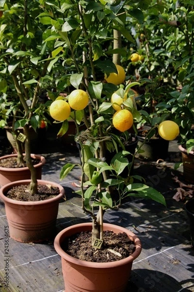 Obraz lemon tree on pot