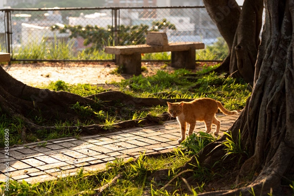 Fototapeta 沖縄の猫