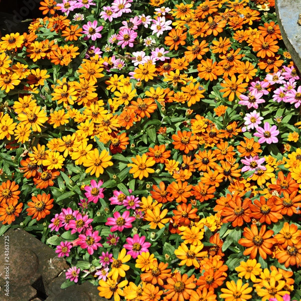 Obraz Flowers colorful