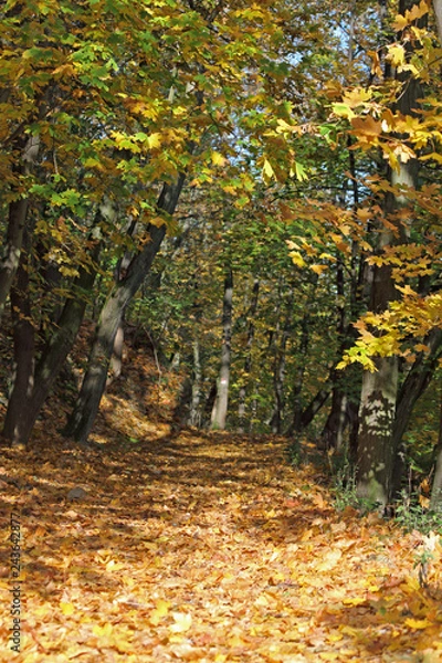 Fototapeta Herbstwald