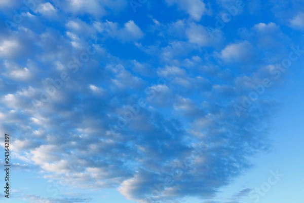 Fototapeta いわし雲の空