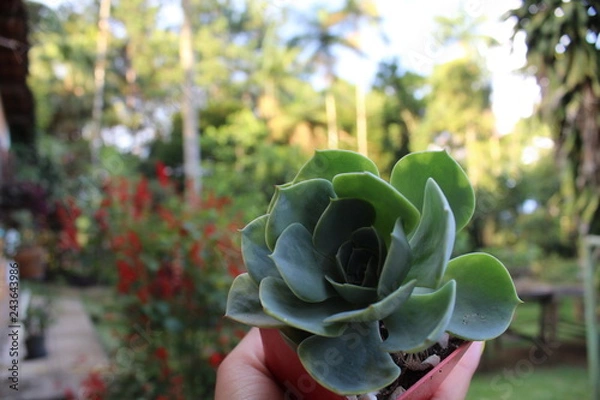 Obraz Rosa suculenta