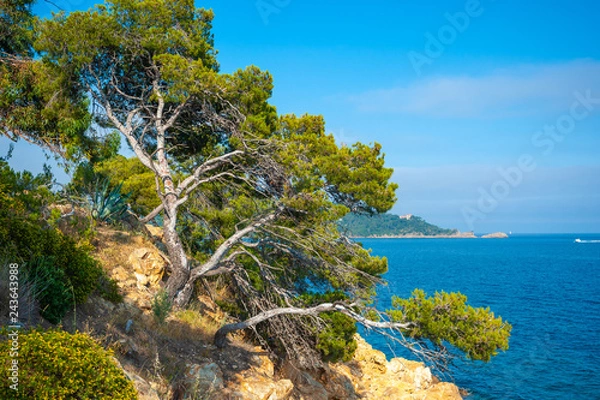 Obraz Landscape on Pointe du Layet in Le Lavandou