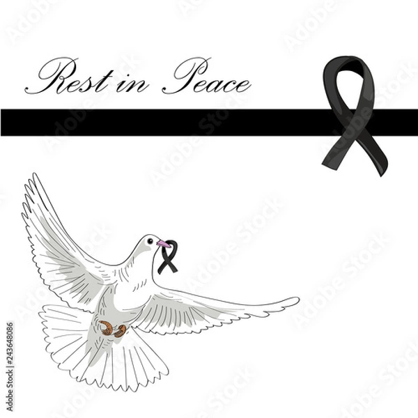 Obraz Rest in Peace. Flying pigeon with black ribbon on white background. Vector illustration of white pigeon flying. RIP