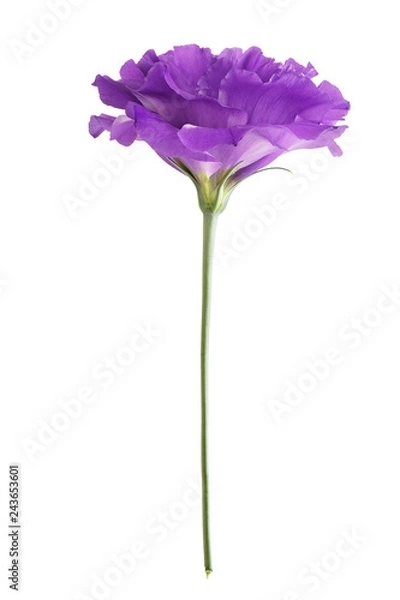 Obraz Eustoma flower isolated on white background.