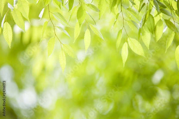 Fototapeta ケヤキ