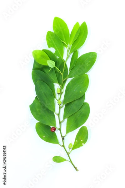 Fototapeta Erythroxylum coca Close up