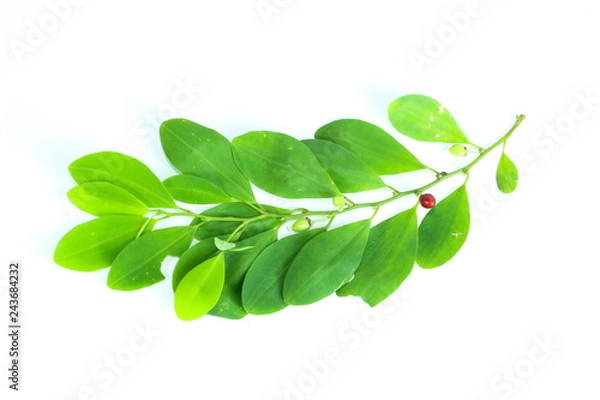 Fototapeta Erythroxylum coca Close up