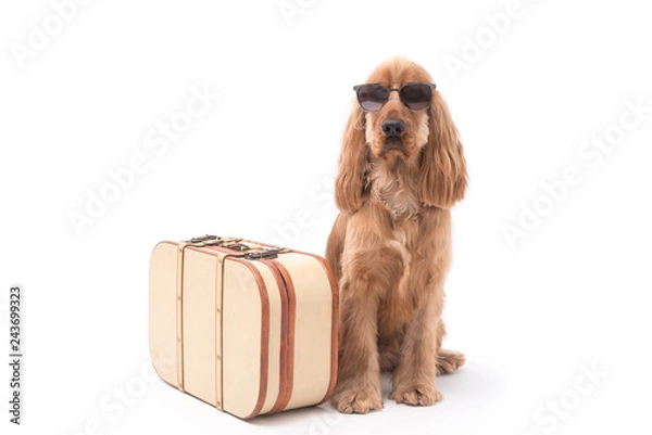 Obraz Cocker Spaniel Photoshoot 