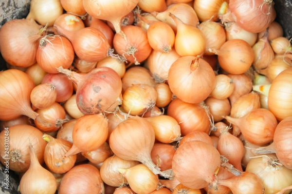 Obraz onion for landing