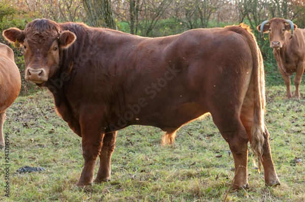 Fototapeta Stier auf der Weide