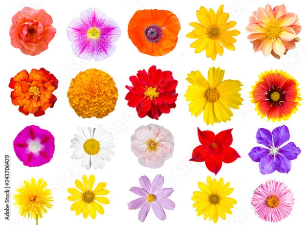 Fototapeta Big Collection of top view flowers isolated on white background