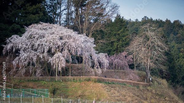 Obraz 愛知県 奥山田のしだれ桜