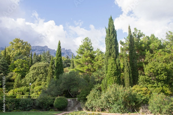 Obraz forest in mountains