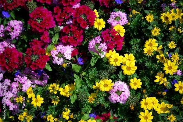 Obraz fiori
