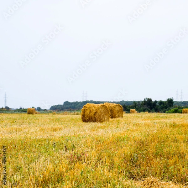 Fototapeta Haystacks rolled up in bales of alfalfa. Forage for livestock in