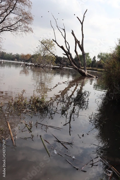 Obraz Arbol en lago y reflejo
