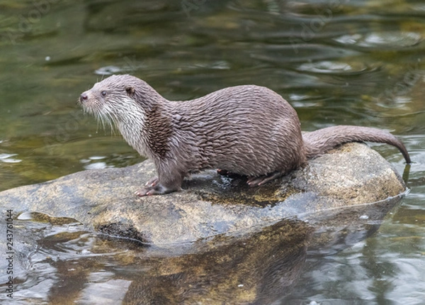 Obraz Eurasian otter (Lutra lutra)