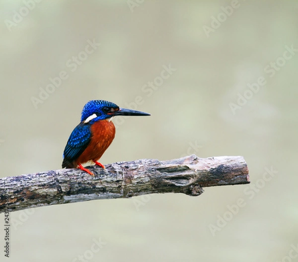 Fototapeta blue eared kingfisher (alcedo meninting).The blue-eared kingfisher is found in Asia, ranging across the Indian subcontinent and Southeast Asia. It is found mainly in dense shaded forests where it hunt