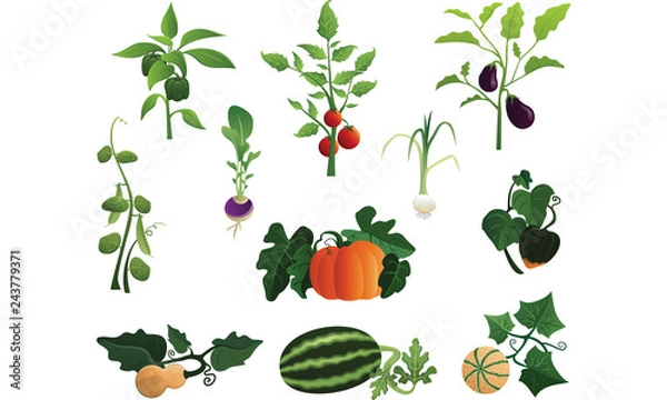 Obraz Garden Vegetables