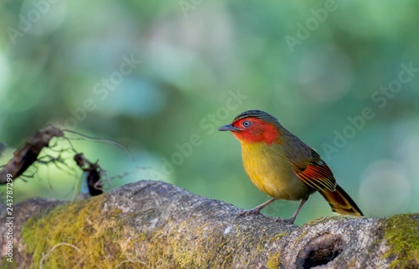Fototapeta Scarlet-faced Liocichla - Liocichla ripponi on branch in neture on Doi Pha Hom Pok National Park; Thailand.
