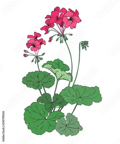 Fototapeta Pelargonium vector graphics.
