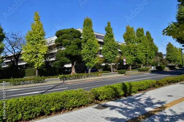 Obraz 東京メトロ永田町駅から国会図書館方面に向かう道路を隔てて、街路樹越しの国会図書館の建物を撮影した写真