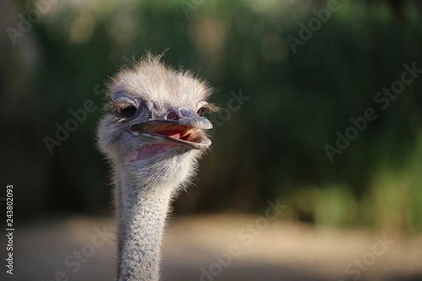 Obraz ostrich