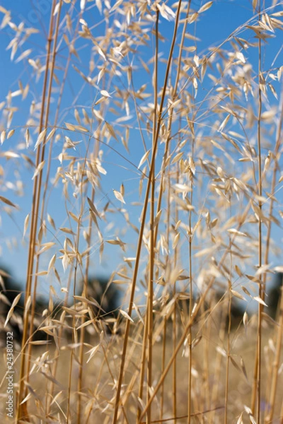 Obraz Wild wheat field