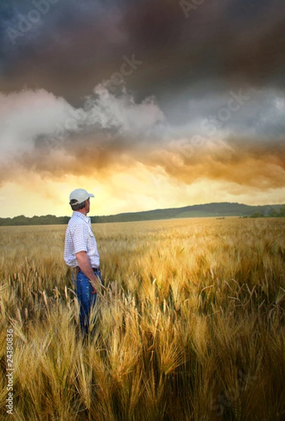 Fototapeta Man standing in a field of wheat
