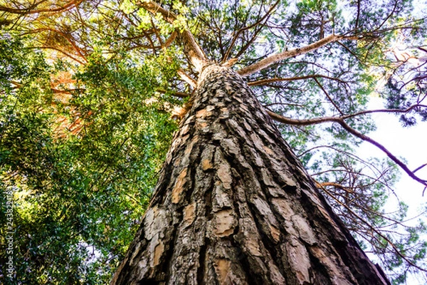Fototapeta tree from below point of view
