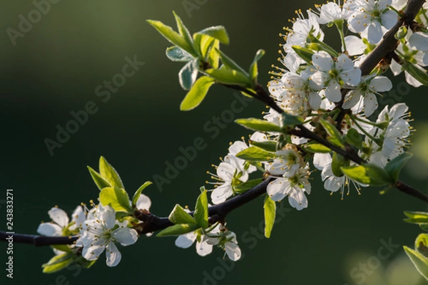 Fototapeta Zweig mit Apfelblüte im Frühling