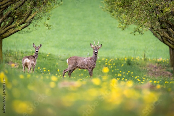 Fototapeta Reh und Rehbock auf einer Wiese mit gelben Blumen