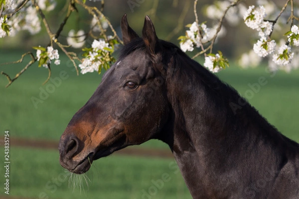 Fototapeta Kopf eines Pferdes