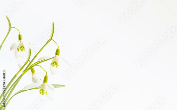 Obraz Schneeglöckchen (Galanthus) 