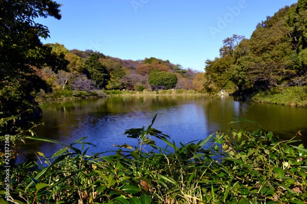 Obraz 三ッ池公園の秋