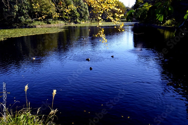 Obraz 三ッ池公園の秋