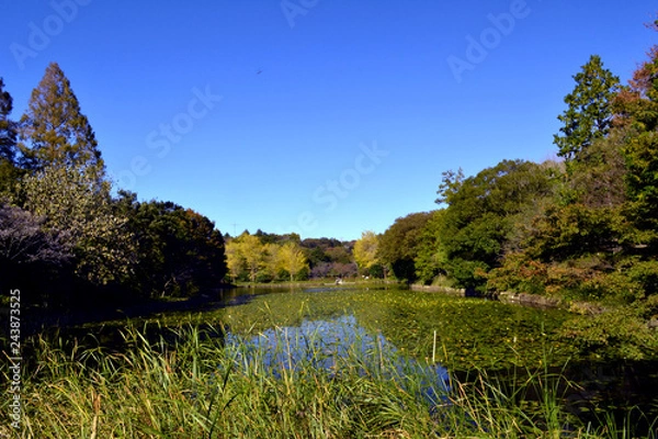 Obraz 三ッ池公園の秋