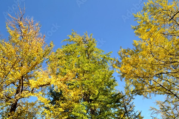 Obraz 三ッ池公園の秋