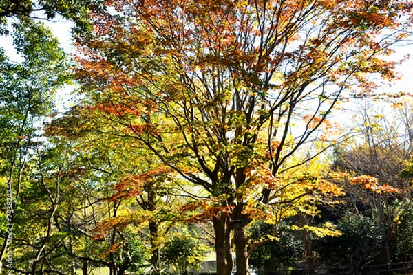 Obraz 三ッ池公園の秋