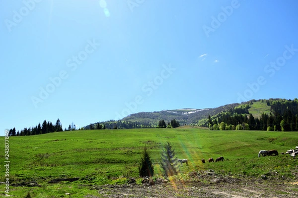 Fototapeta Green hill with grazing horses on the background of the Carpathian Mountains. Bright summer day
