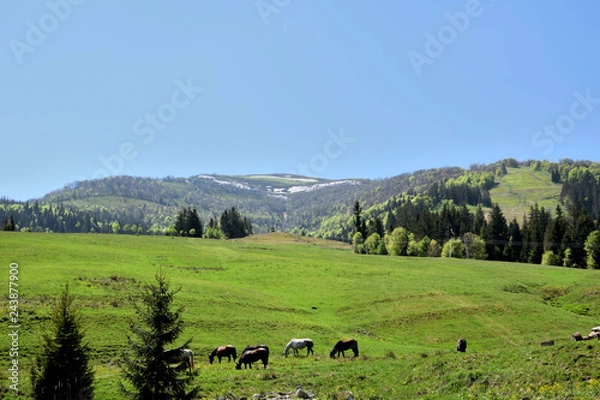 Fototapeta Horses graze in the field on a background of the Carpathian Mountains