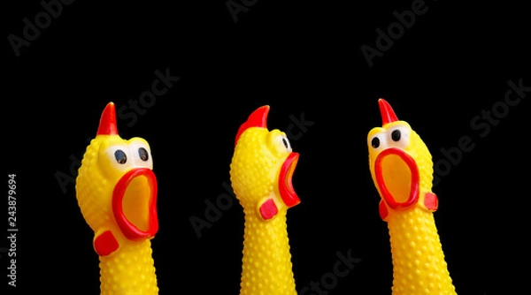 Fototapeta squawking chicken or squeaky toy are shouting and copy space isolated on Black background. This has clipping path.