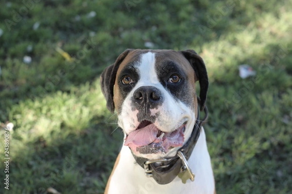 Fototapeta Dog face 7